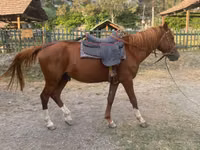 Horse (M), Karabakh horse — photo 4