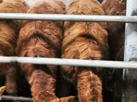 أبقار (دفعة، الجنس غير محدد), Simmental cattle — الصورة 5