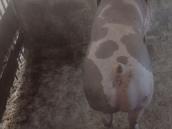 Sow, Pigs