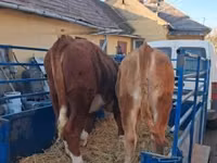 Vaca, Vaca Limousin — foto 5