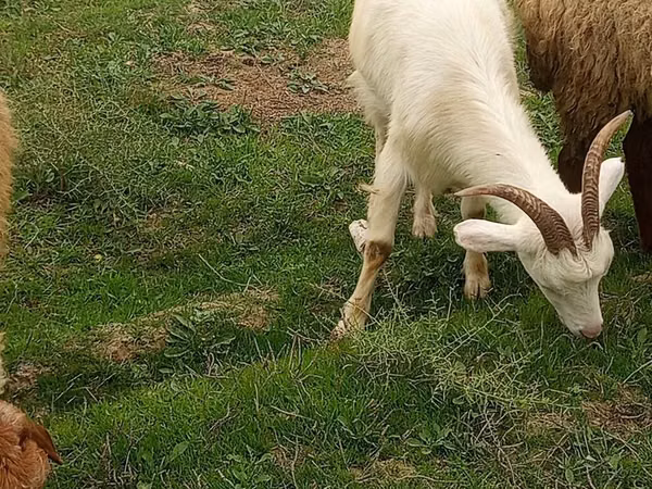 बकरी, Saanen goat