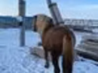 公马, Yakutian horse — 照片 4