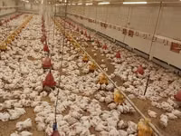 Chickens — photo 1