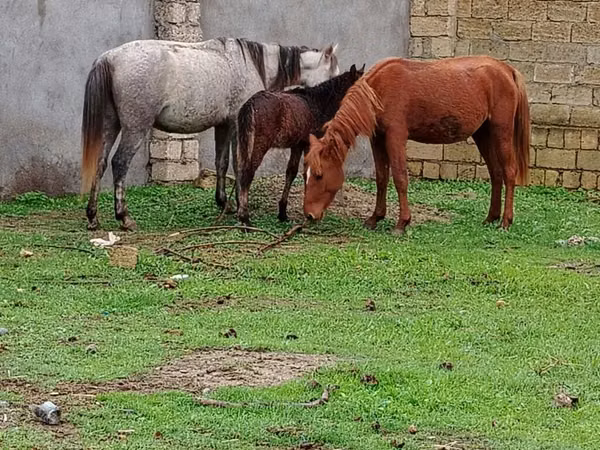 خيول (دفعة، الجنس غير محدد), Azerbaijan horse