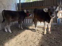 Rinder (Partie, Geschlecht nicht angegeben), Swiss cattle — Foto 4