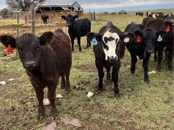 Rinder (Partie, Geschlecht nicht angegeben), Aberdeen-Angus