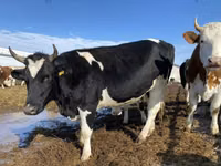 Cow, Russian Black pied cattle — photo 1