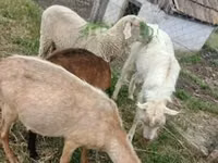 Widder, Merino sheep — Foto 2