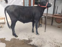 母牛, Cattle — 照片 3