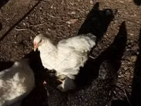 Brahma — photo 1