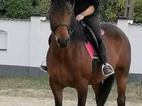 Mare, Hungarian horse breed — photo 1