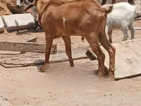 Cabras (lote, sexo no especificado), Red Sokoto goat — foto 2