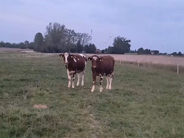 Vaca, Simmental cattle