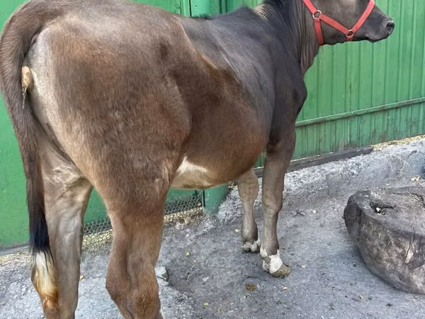 Cow, Swiss cattle