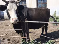 Vaca, Raza Kalmyk — foto 2