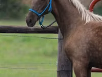 公马, Black Sea breed — 照片 4
