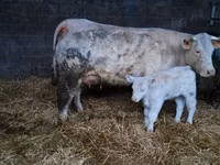 Bull, Charolais cattle — photo 4