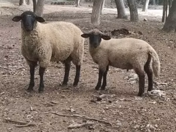 Widder, White Suffolk sheep