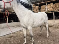 Mare, Tersk horse — photo 2