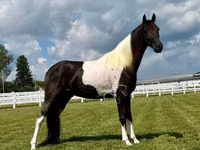 घोड़ा, Tennessee Walking Horse — फ़ोटो 4