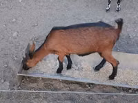 Cabra, Alpine goat — foto 4