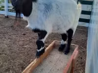 Goat, Nigerian dwarf goats — photo 1