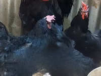 Australorp — foto 4