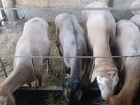 نعجة, Arashan sheep — الصورة 8