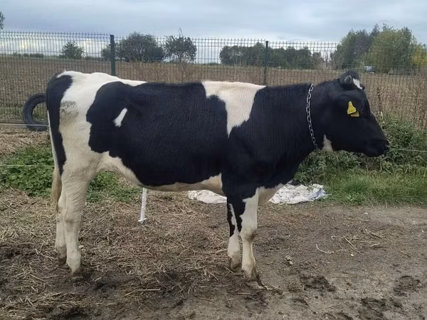 Vaca, Russian Black pied cattle