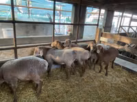 भेड़, Tian-Shan semifinewool sheep — फ़ोटो 3