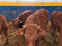 Rinder (Partie, Geschlecht nicht angegeben), Limousin-Kuh — Foto 2