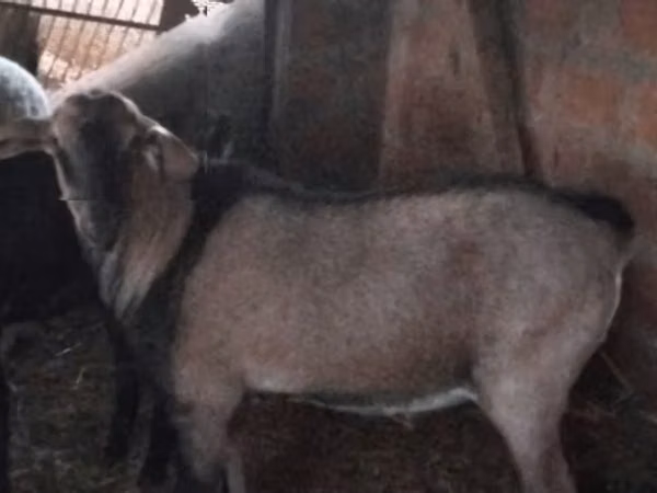 Ziegenbock, Nubian Goat