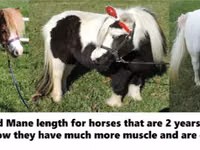 公马, Miniature horse — 照片 5
