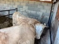 Vaca, Charolais cattle — foto 3