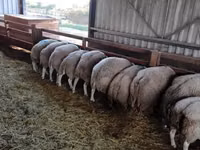 Ram, Beltex sheep — photo 1