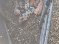 Boar — photo 1