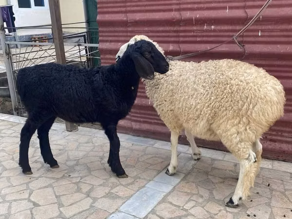 Ram, Sheep