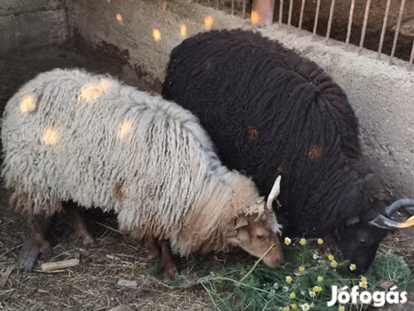 Sheep, Racka sheep