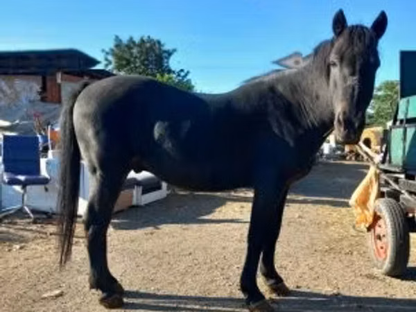 Horse (M), Horses