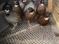 Guinea fowl — الصورة 2