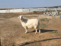 Ziege, Saanen goat — Foto 1