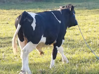 Bull, Russian Black pied cattle — photo 4