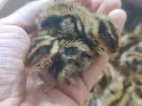Quails — Foto 5