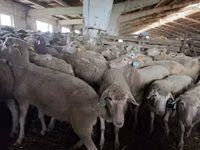 Schaf, Kuibyshev sheep — Foto 1