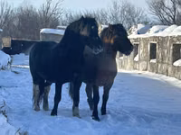 Hengst, Mugalzhar horse — Foto 5
