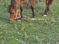 Mare, Azerbaijan horse — photo 7