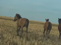Horse (M), Bashkir horse — photo 8