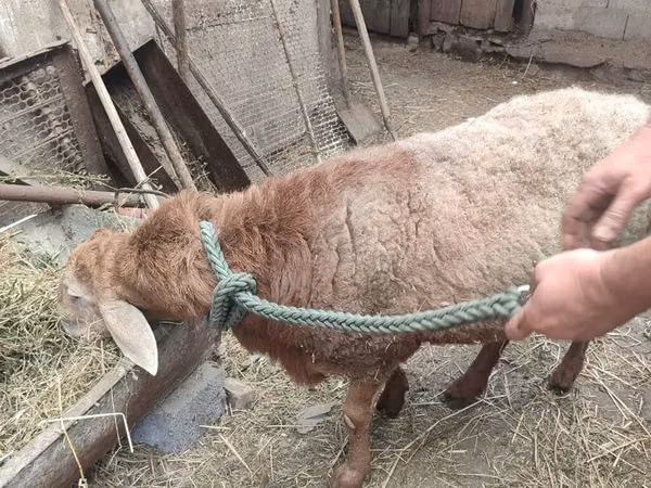 公羊, Sheep
