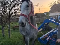Yegua, Lipizzaner — foto 2