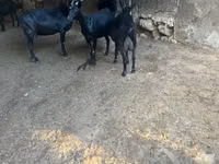 Ziege, Murcia-Granada goats — Foto 2